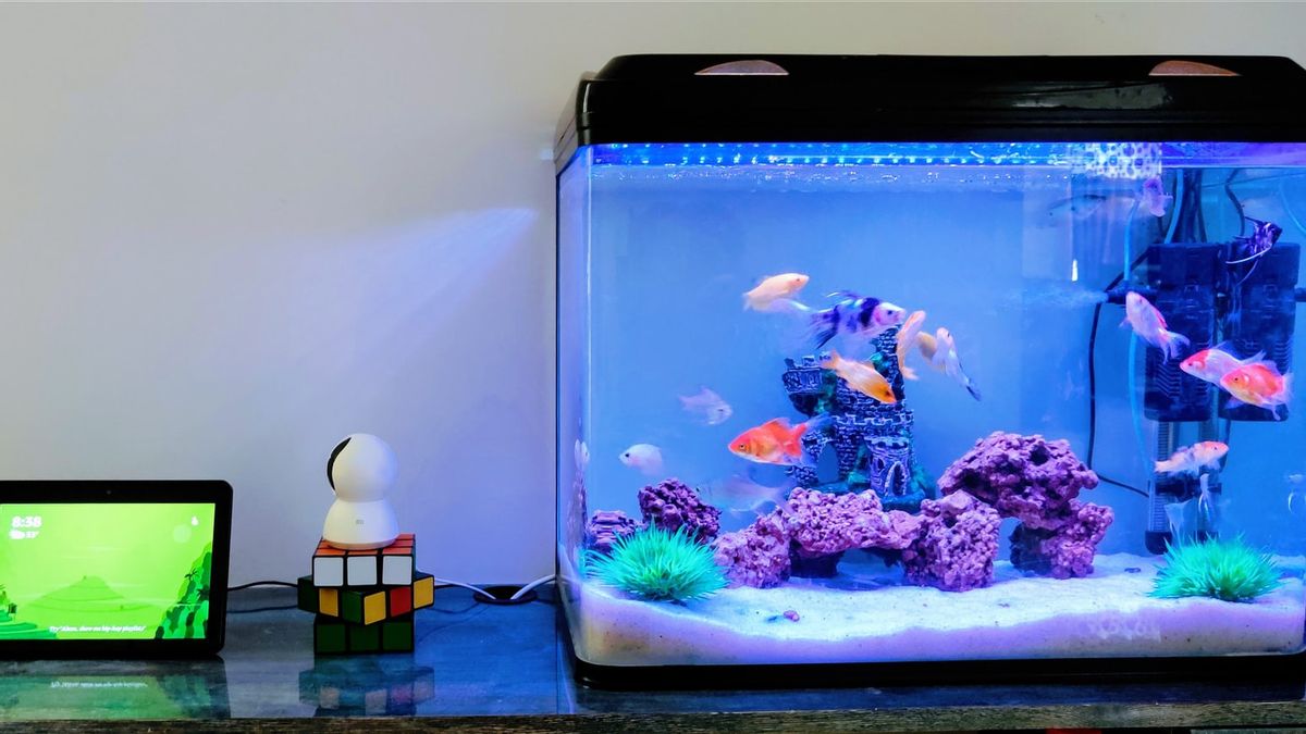 Cara merawat ikan hias di akuarium